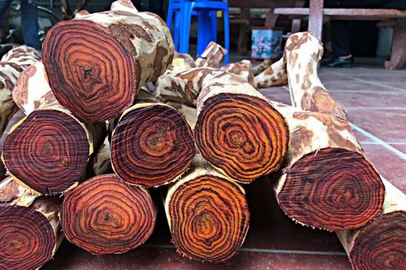 Tìm hiểu các loại gỗ tự nhiên trong thiết kế, thi công nội thất